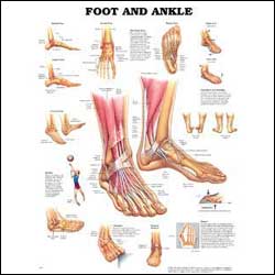 Foot & Ankle